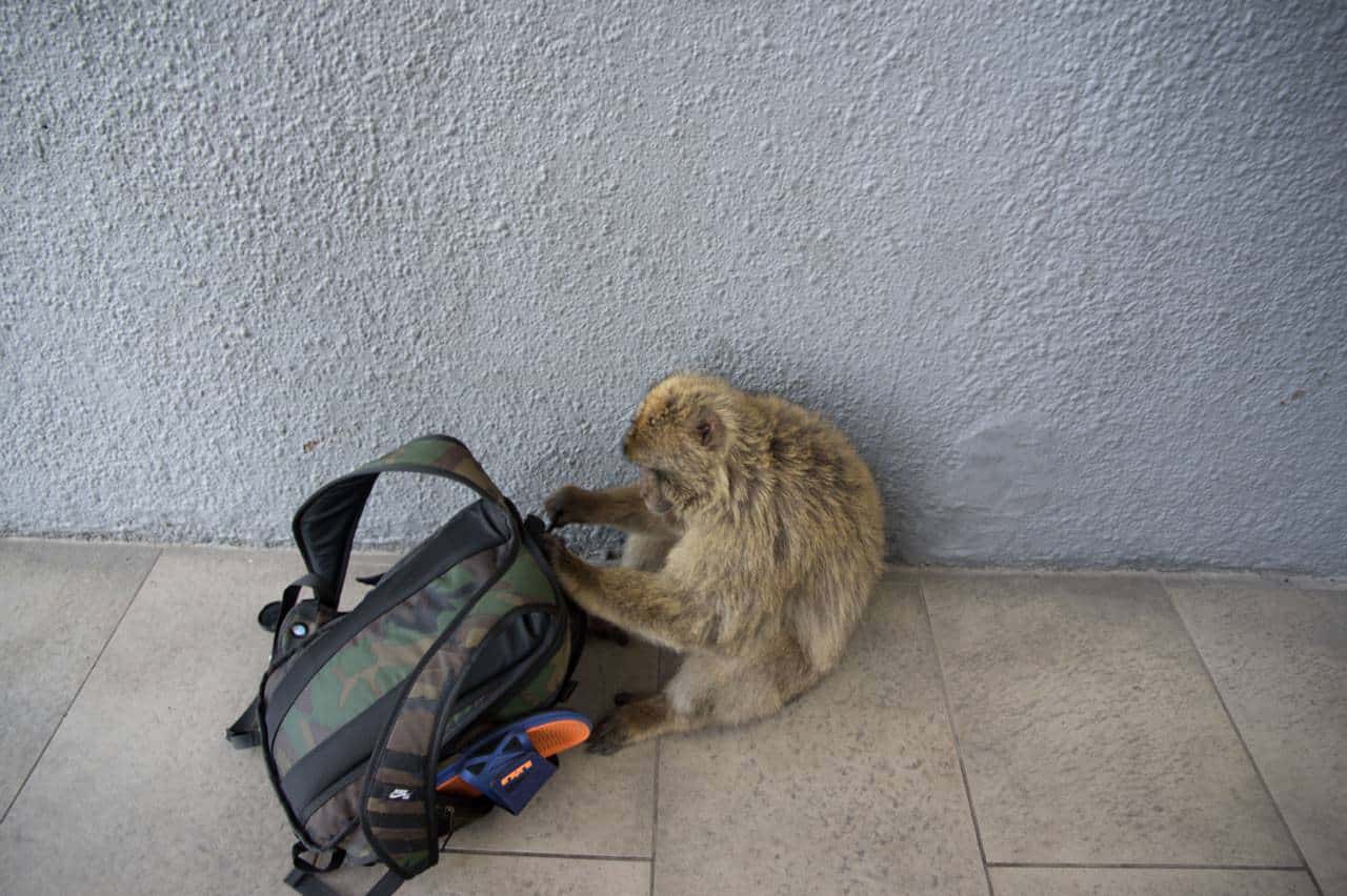 Monkey, Macaque, Gibraltar, Abbey Road - Summer Study Abroad for Teens