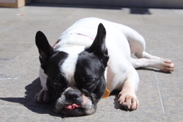 bulldog in Càdiz