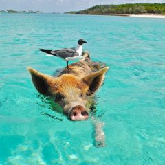 Abbey Road Programs - Bimini, Bahamas